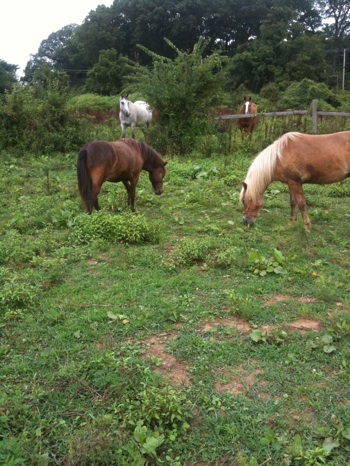 budweiser breeding farm