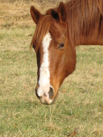 horse face markings blaze