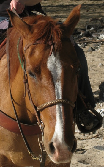 horse face markings blaze