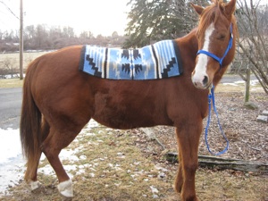 horse saddle blanket