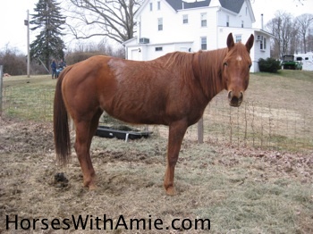 Zoey the American Quarter Horse